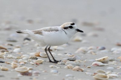 Snowy Plover