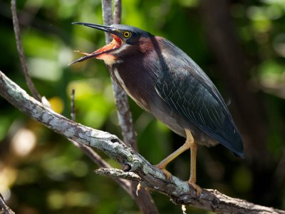 Green Heron yawning