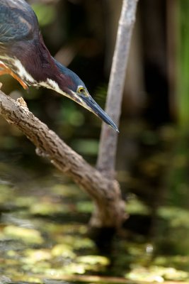 Green Heron