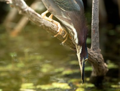 Green Heron