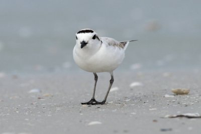 Snowy Plover