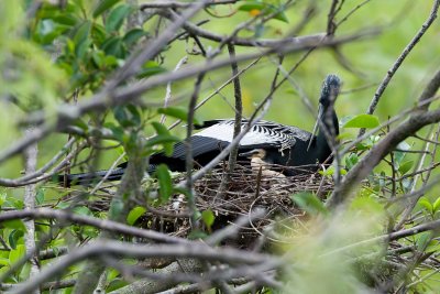 Anhinga male on nest with chick