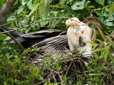 Anhinga female on nest with chick