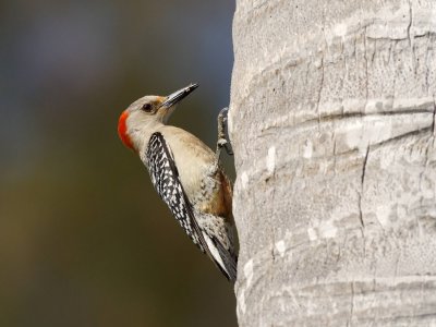 Red-Bellied Wodpecker
