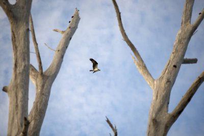 Osprey