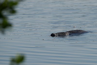 Manatee