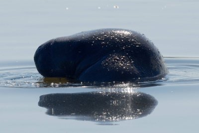 Manatee