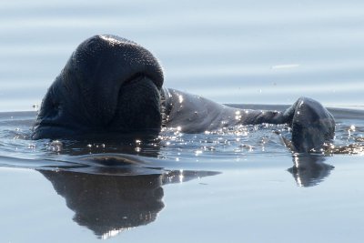 Manatee