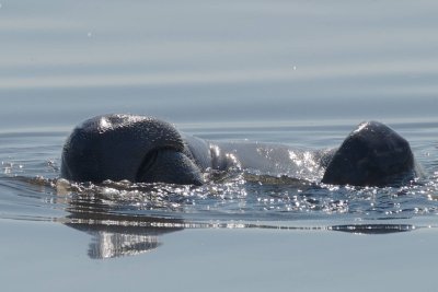 Manatee