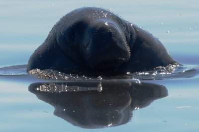 Manatee