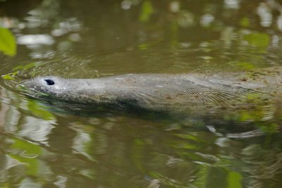 Manatee