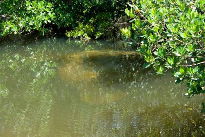 Manatees