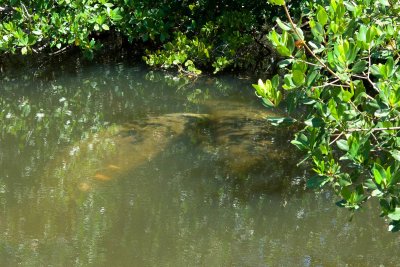 Manatees