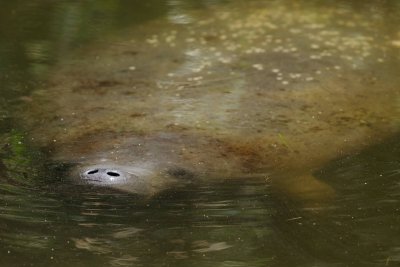 Manatee