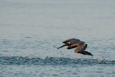 Brown Pelican fishing