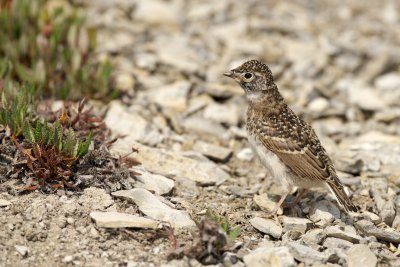 Horned Lark fledgling