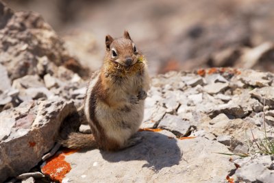 Golden-Mantled Ground Squirrel