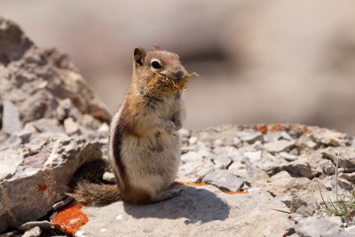 Golden-Mantled Ground Squirrel