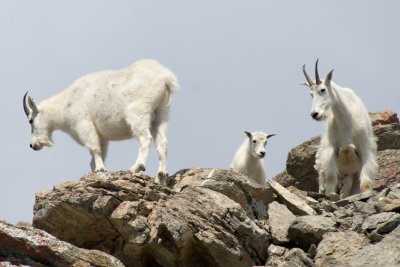 Mountain Goat family