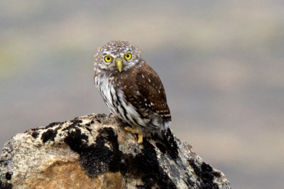 Northern Pygmy-Owl 1