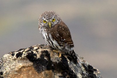 Northern Pygmy-Owl 2