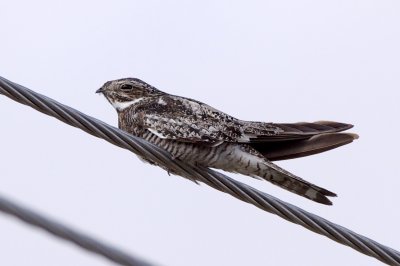 Common Nighthawk on a wire