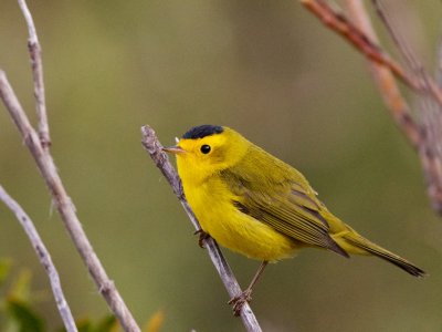 Wilson's Warbler at Meadowlark Lake, Wyo.