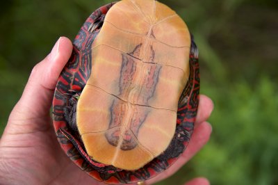 Maybe someone can tell me what variety of turtle this is.