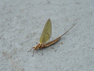 Mayfly hitching a ferry ride