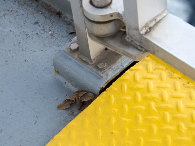 Sphinx moth hitching a ferry ride