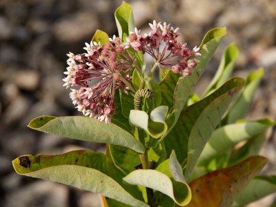 monarch caterpillar on milkweed