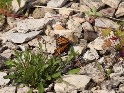 monarch on the limestone beach
