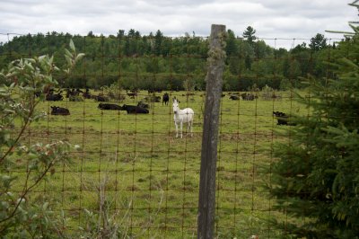 Cattle and their companion