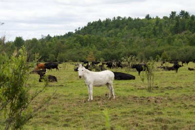 Cattle and their companion