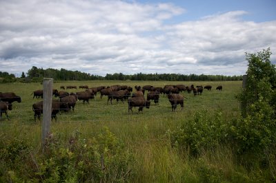 Commercial bison herd outside Sault Ste Marie