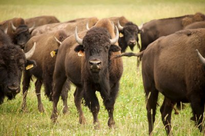 Commercial bison herd