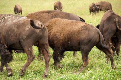 Commercial bison herd