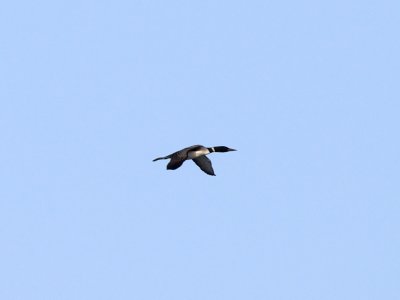 Common Loon in flight (from the ferry)