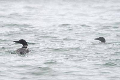 Common Loons in Lake Superior fog
