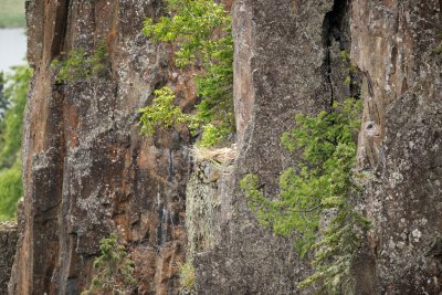 Peregrine Falcon nest on the canyon wall