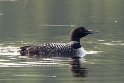 Common Loon