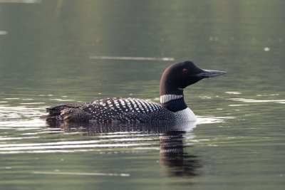 Common Loon 