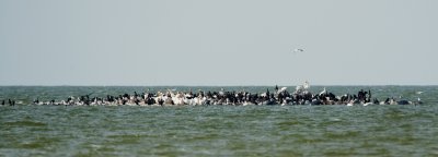White Pelicans in Lake Manitoba