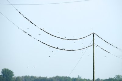 Bank Swallows massing near Lake Manitoba