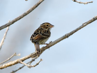 Clay-Colored Sparrow