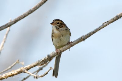 Clay-Colored Sparrow (I think)
