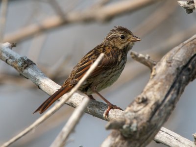 mystery sparrow 1