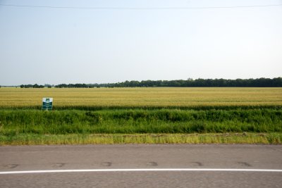 grain fields along the Trans-Canada