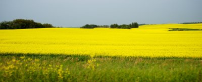 Canola field