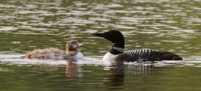 Common Loon with young